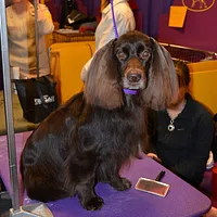 Field Spaniel
