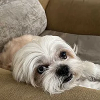 Shih Tzu, picture 5 of 8