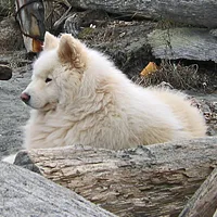 Samoyed, picture 4 of 7