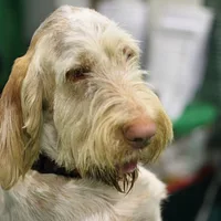 A Spinone Italiano dog