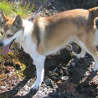 Norwegian Lundehund, picture 2 of 8