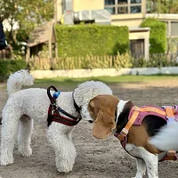 Poodle (Miniature), picture 6 of 9