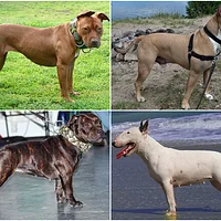 Bull Terrier