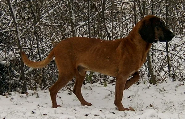 A Hanoverian Scenthound
