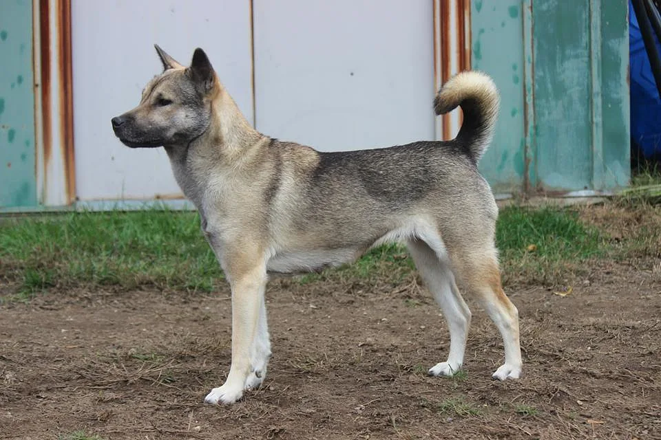 Kishu Ken dog, photographed by CJ Hammond