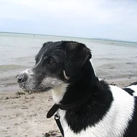 Danish-Swedish Farmdog
