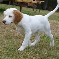 English Setter, picture 2 of 7