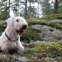 Sealyham Terrier, picture 3 of 8