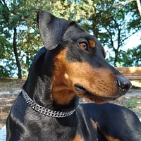 German Pinscher