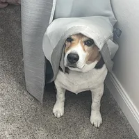 Beagle, picture 7 of 7