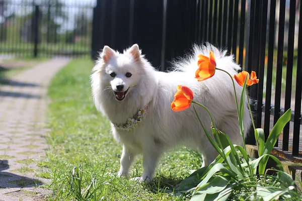 A Japanese Spitz