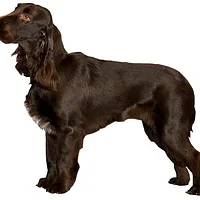 Field Spaniel, picture 2 of 10