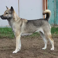 Kishu Ken, picture 1 of 10