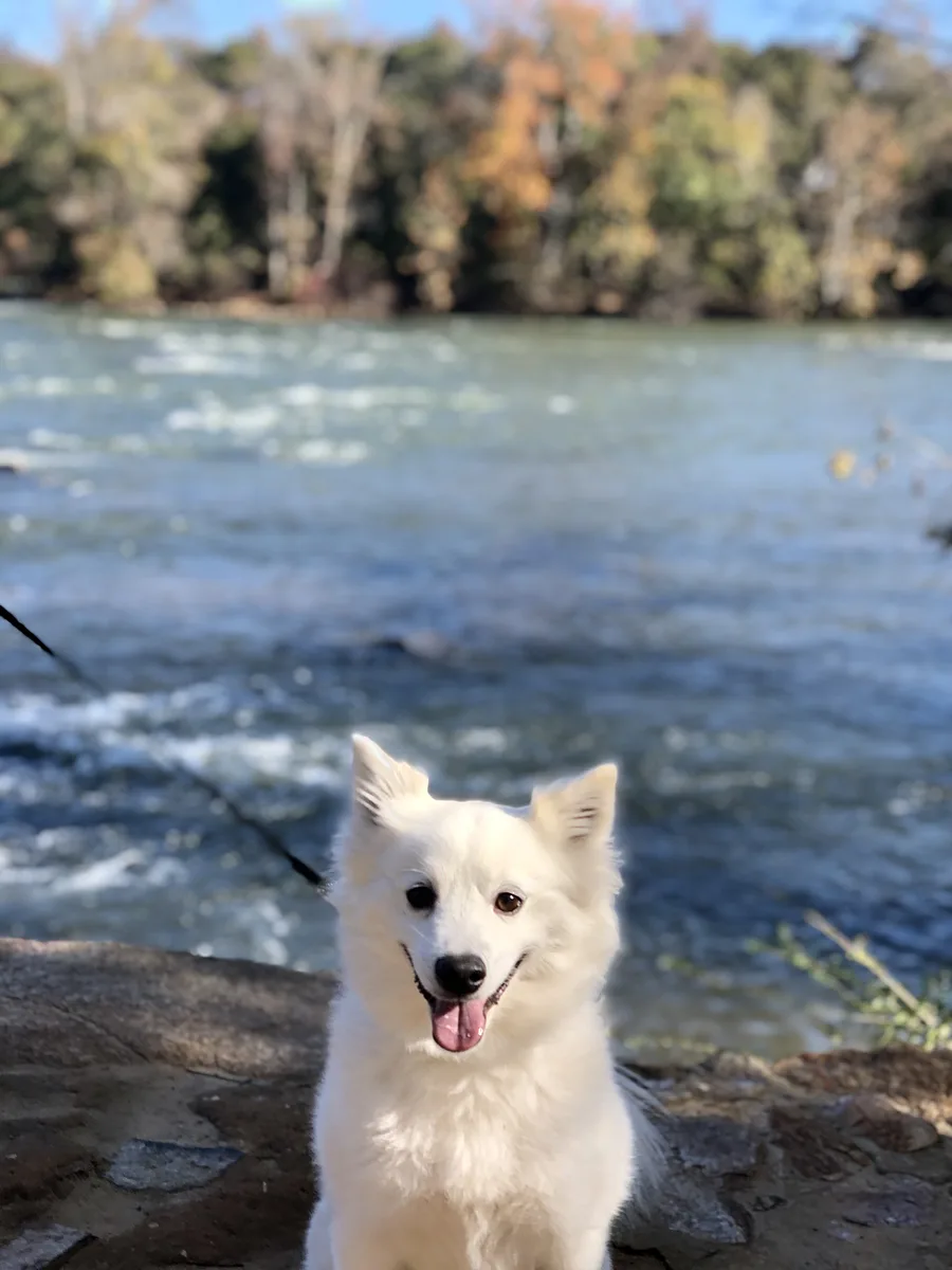 American Eskimo Dog