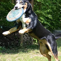 Entlebucher Mountain Dog