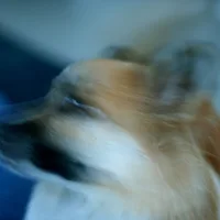 Icelandic Sheepdog