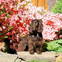 Boykin Spaniel