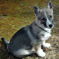 Swedish Vallhund, picture 5 of 10