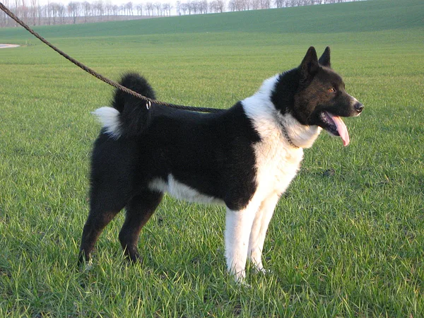 A Karelian Bear Dog