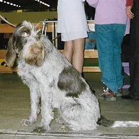 Spinone Italiano, picture 8 of 9