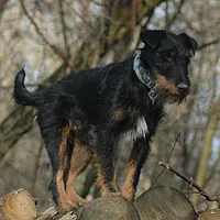 Jagdterrier