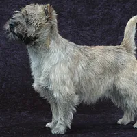 A Cairn Terrier dog