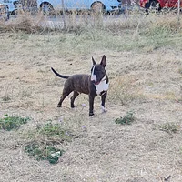 Miniature Bull Terrier, picture 7 of 9