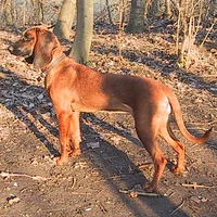 Bavarian Mountain Scent Hound, picture 3 of 9