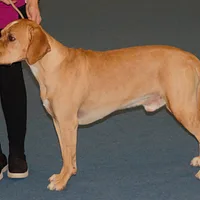 Portuguese Pointer, picture 3 of 6