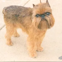 Brussels Griffon