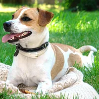 A Danish-Swedish Farmdog dog