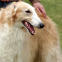 Borzoi, picture 7 of 9