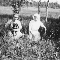 American Water Spaniel