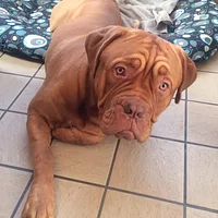 Dogue de Bordeaux