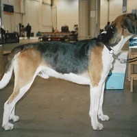 English Foxhound, picture 2 of 6