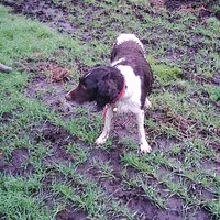 Small Munsterlander, picture 8 of 9