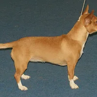 A Portuguese Podengo Pequeno dog