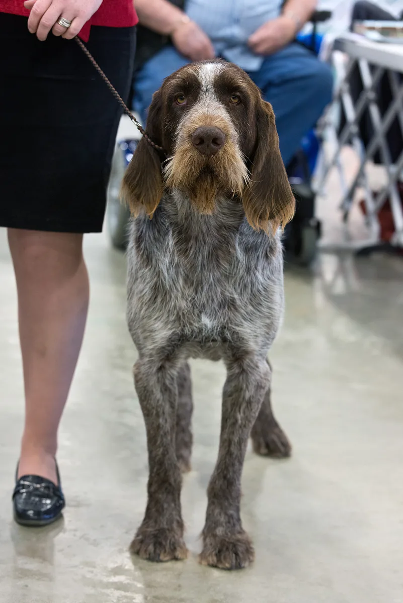 German Wirehaired Pointer