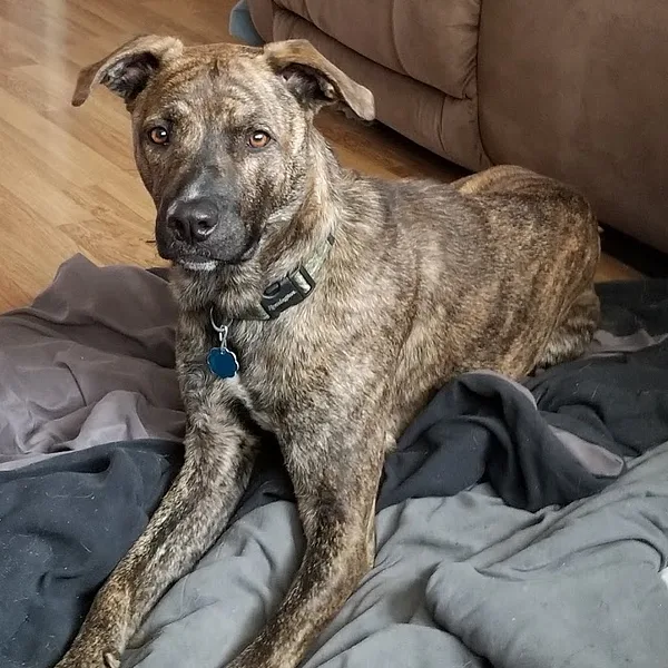 A Mountain Cur