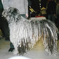Bergamasco Sheepdog, picture 9 of 9