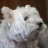 West Highland White Terrier, picture 4 of 8