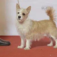 Portuguese Podengo, picture 6 of 9