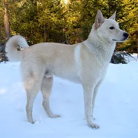 Canaan Dog