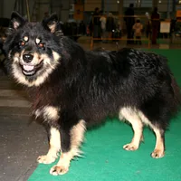 Swedish Lapphund, picture 2 of 8