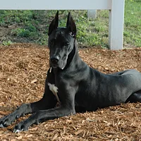 A Great Dane dog