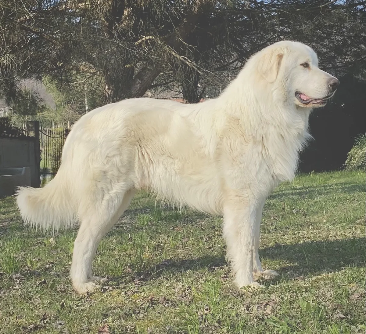 Great Pyrenees dog, photographed by Phoenix887788