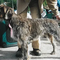 Wirehaired Pointing Griffon, picture 7 of 7