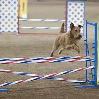 Irish Terrier, picture 8 of 8