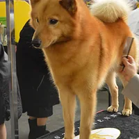 Finnish Spitz
