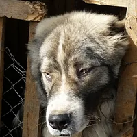 Romanian Carpathian Shepherd, picture 8 of 10